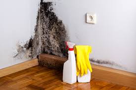 Best Basement Mold Removal  in Lake Winnebago, MO